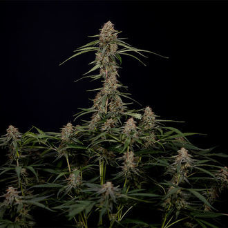 Blue Cheese F1 Autoflorescente (Zamnesia Seeds) Feminizada