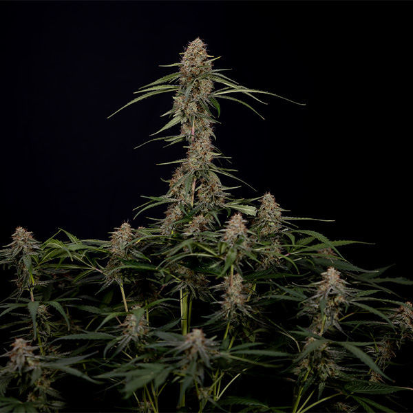 Blue Cheese F1 Autoflorescente (Zamnesia Seeds) Feminizada