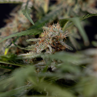 Blue Cheese F1 Autoflorescente (Zamnesia Seeds) Feminizada