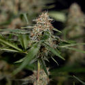 Blue Cheese F1 Autoflorescente (Zamnesia Seeds) Feminizada