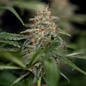 Blue Cheese F1 Autoflorescente (Zamnesia Seeds) Feminizada