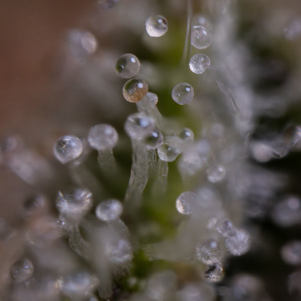 Blue Cheese F1 Autoflorescente (Zamnesia Seeds) Feminizada