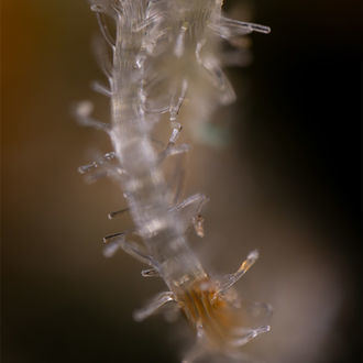 Blue Cheese F1 Autoflorescente (Zamnesia Seeds) Feminizada