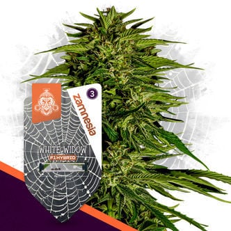 White Widow F1 Autoflorescente (Zamnesia Seeds) feminizada