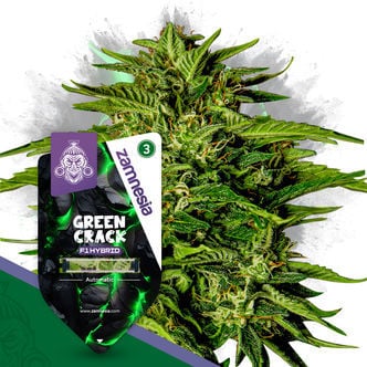 Green Crack F1 Autoflower (Zamnesia Seeds) feminizada