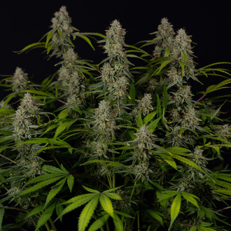 Green Crack F1 Autoflower (Zamnesia Seeds) feminizada