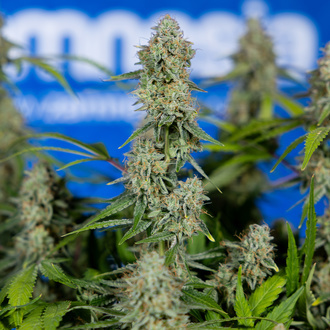 Green Crack F1 Autoflower (Zamnesia Seeds) feminizada