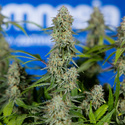 Green Crack F1 Autoflower (Zamnesia Seeds) feminizada