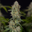 Green Crack F1 Autoflower (Zamnesia Seeds) feminizada