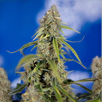 Green Crack F1 Autoflower (Zamnesia Seeds) feminizada