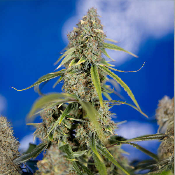 Green Crack F1 Autoflower (Zamnesia Seeds) feminizada