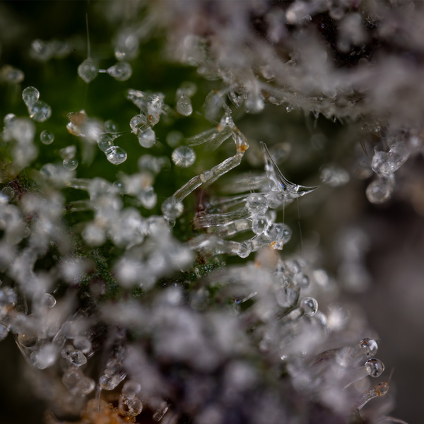 Green Crack F1 Autoflower (Zamnesia Seeds) feminizada