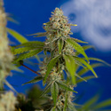 Green Crack F1 Autoflower (Zamnesia Seeds) feminizada