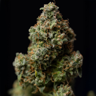 Green Crack F1 Autoflower (Zamnesia Seeds) feminizada