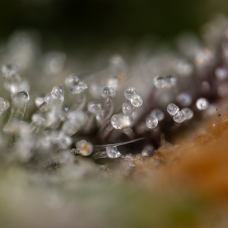 Green Crack F1 Autoflower (Zamnesia Seeds) feminizada