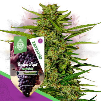 Grape Ape F1 Autoflower (Zamnesia Seeds) feminizada