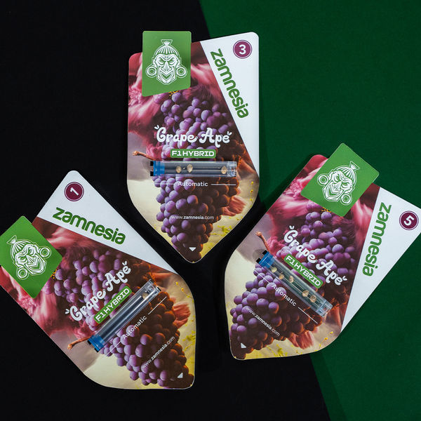 Grape Ape F1 Autoflower (Zamnesia Seeds) feminizada