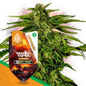 Pineapple Express F1 Autoflower (Zamnesia Seeds) feminizada