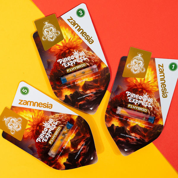 Pineapple Express F1 Autoflower (Zamnesia Seeds) feminizada
