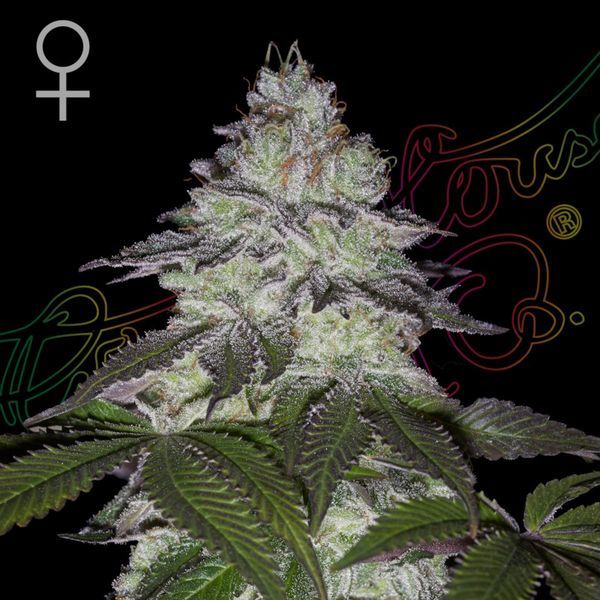 Milky Dreams (Greenhouse Seeds) feminizada