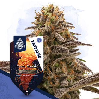 Cosmic Noodles Autoflorescentes Femininas (Zamnesia Seeds)