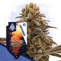 Cosmic Noodles Autoflorescentes Femininas (Zamnesia Seeds)