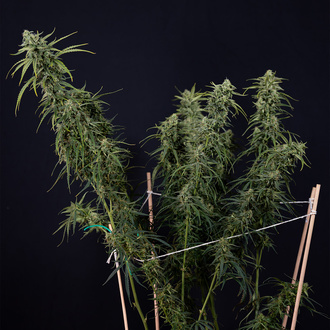 Karen Kush Autoflorescente (Zamnesia Seeds) feminizada