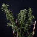 Karen Kush Autoflorescente (Zamnesia Seeds) feminizada