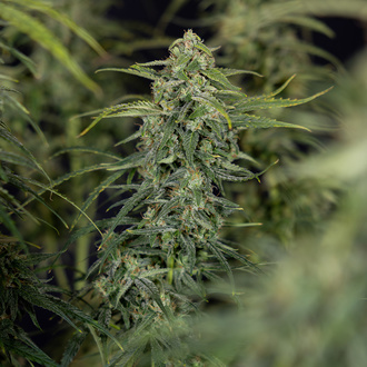 Karen Kush Autoflorescente (Zamnesia Seeds) feminizada
