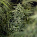 Karen Kush Autoflorescente (Zamnesia Seeds) feminizada
