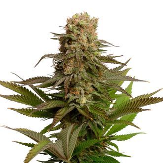 Kosher Choco Kush (Amsterdam Genetics) Feminizada