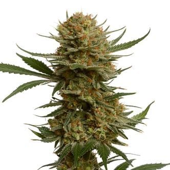 Chunky Cookies (Amsterdam Genetics) Feminizada