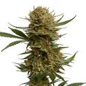 Chunky Cookies (Amsterdam Genetics) Feminizada