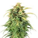 Lemon Haze feminizada (Amsterdam Genetics)