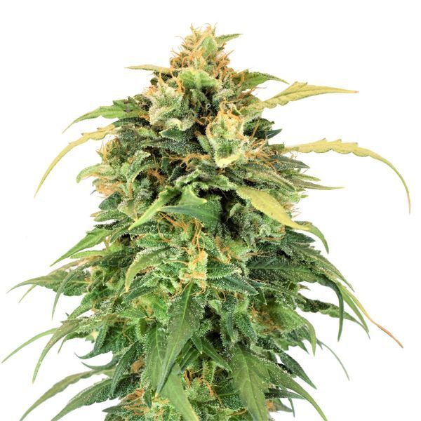 Lemon Haze feminizada (Amsterdam Genetics)