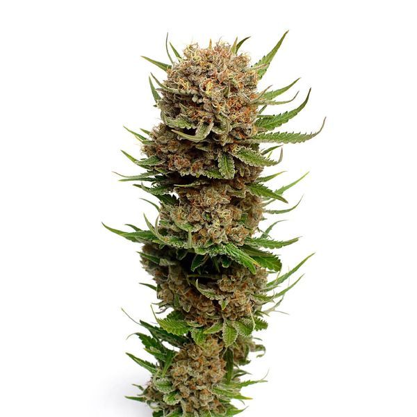 Candyfloss (Amsterdam Genetics) feminizada