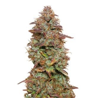 Exotic Purple Autoflower (Amsterdam Genetics) Feminizada