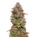 Exotic Purple Autoflower (Amsterdam Genetics) Feminizada