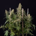 Painel Solar (Zamnesia Seeds) feminizada