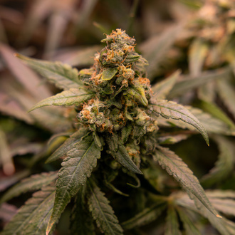 Painel Solar (Zamnesia Seeds) feminizada