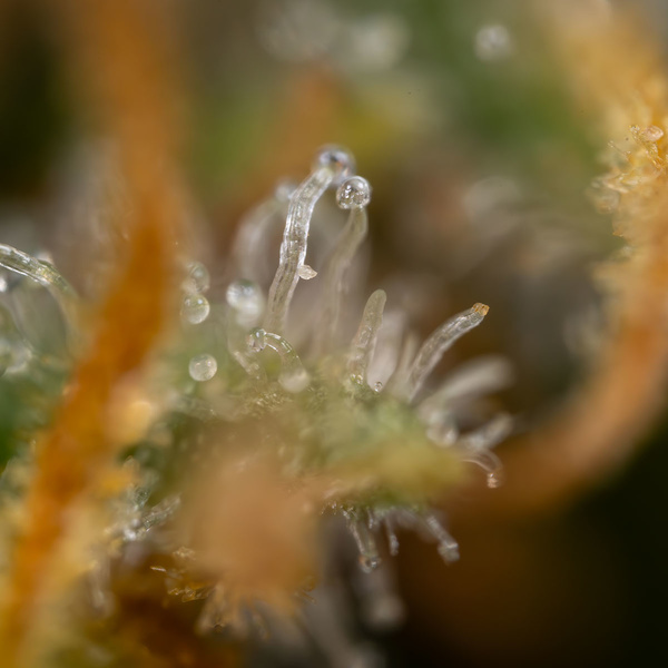 Painel Solar (Zamnesia Seeds) feminizada