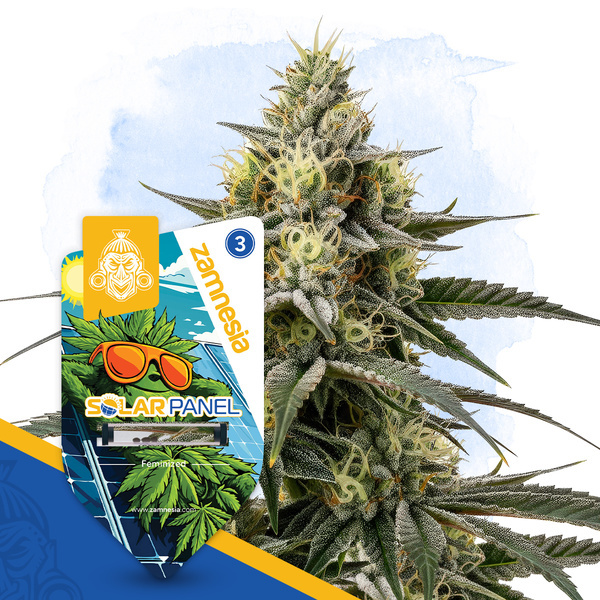 Painel Solar (Zamnesia Seeds) feminizada