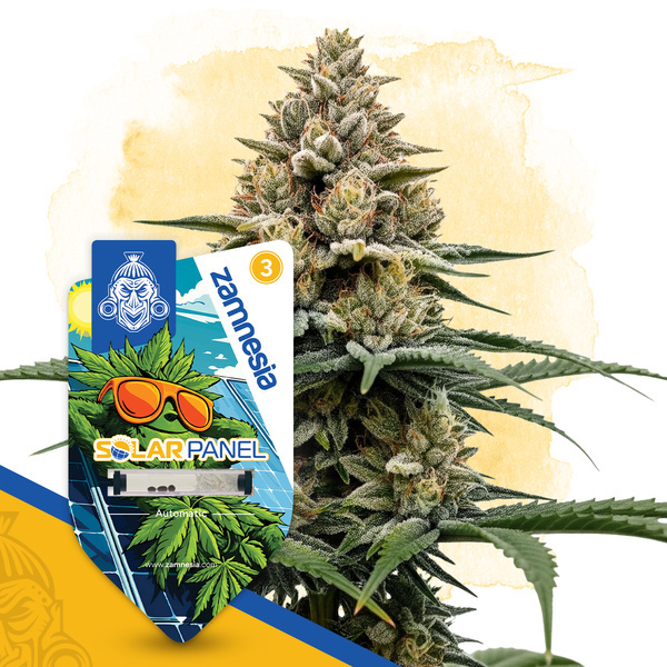 Solar panel autoflower (Zamnesia Seeds) feminizada
