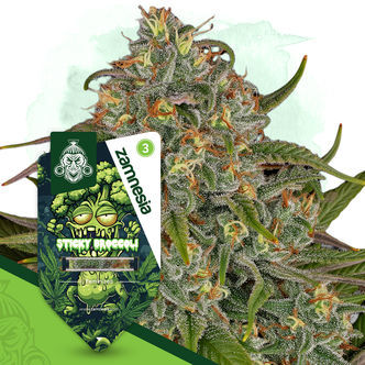 Sticky Broccoli (Sementes Zamnesia) feminizada