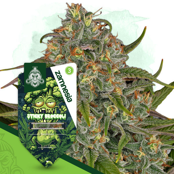 Sticky Broccoli (feminizada, Zamnesia Seeds)