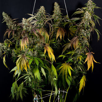 Sticky Broccoli (feminizada, Zamnesia Seeds)