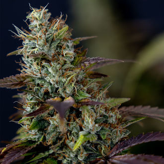 Sticky Broccoli (feminizada, Zamnesia Seeds)