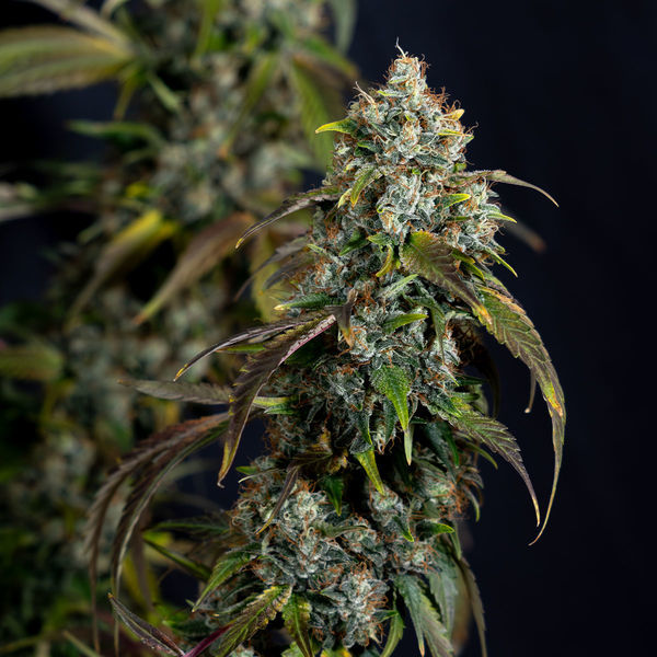 Sticky Broccoli (feminizada, Zamnesia Seeds)