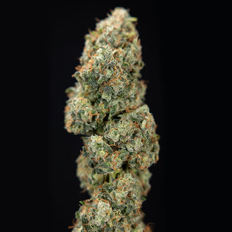 Sticky Broccoli (feminizada, Zamnesia Seeds)