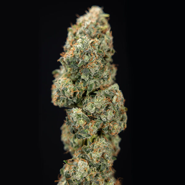 Sticky Broccoli (feminizada, Zamnesia Seeds)